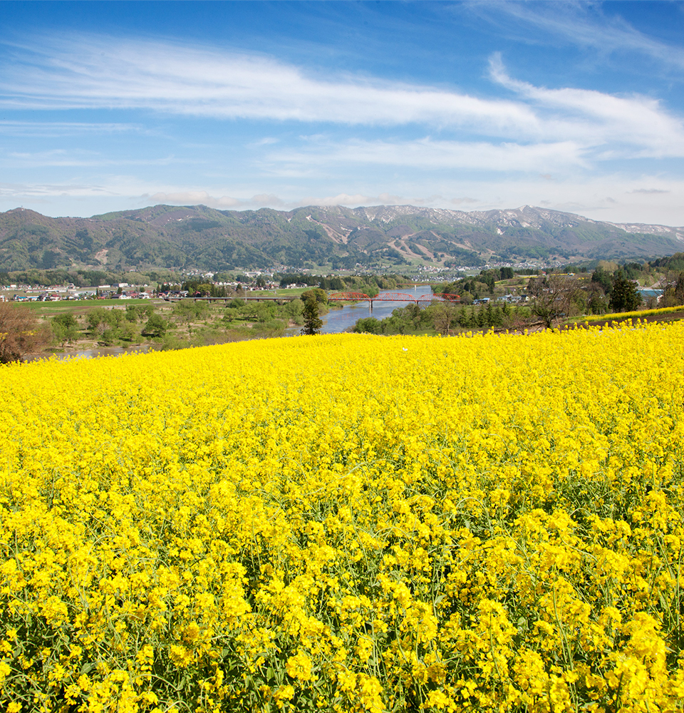 飯山市 千曲川 菜の花（写真提供／飯山市）